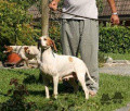 Pedigree INES DELLA CISA Pedigree INES DELLA CISA